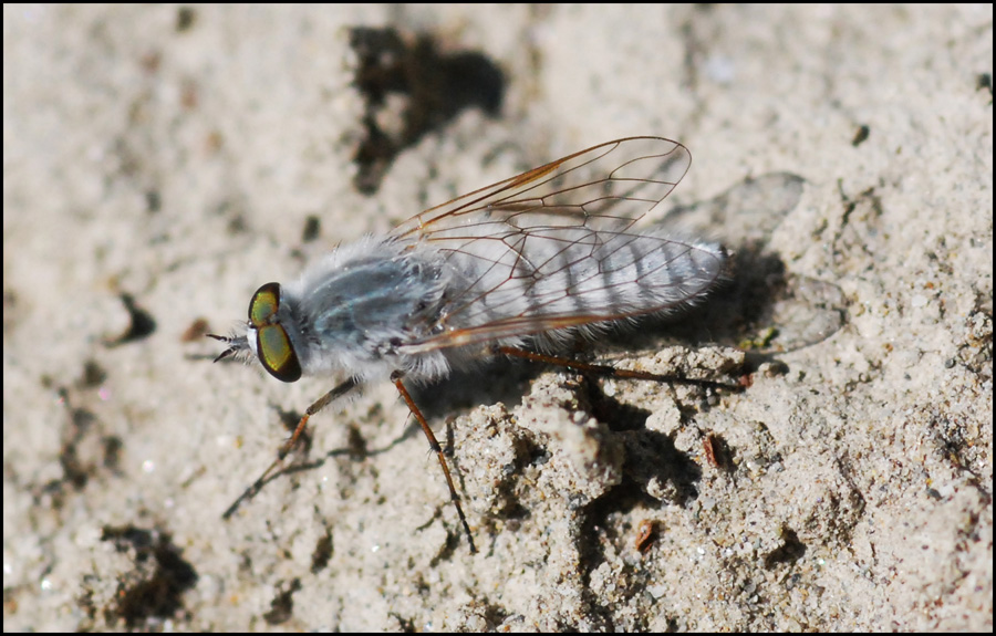 Therevidae, Acrosathe cf annulata